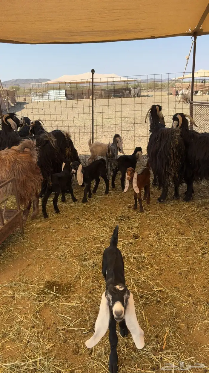 معزاء عوارض كفو 0