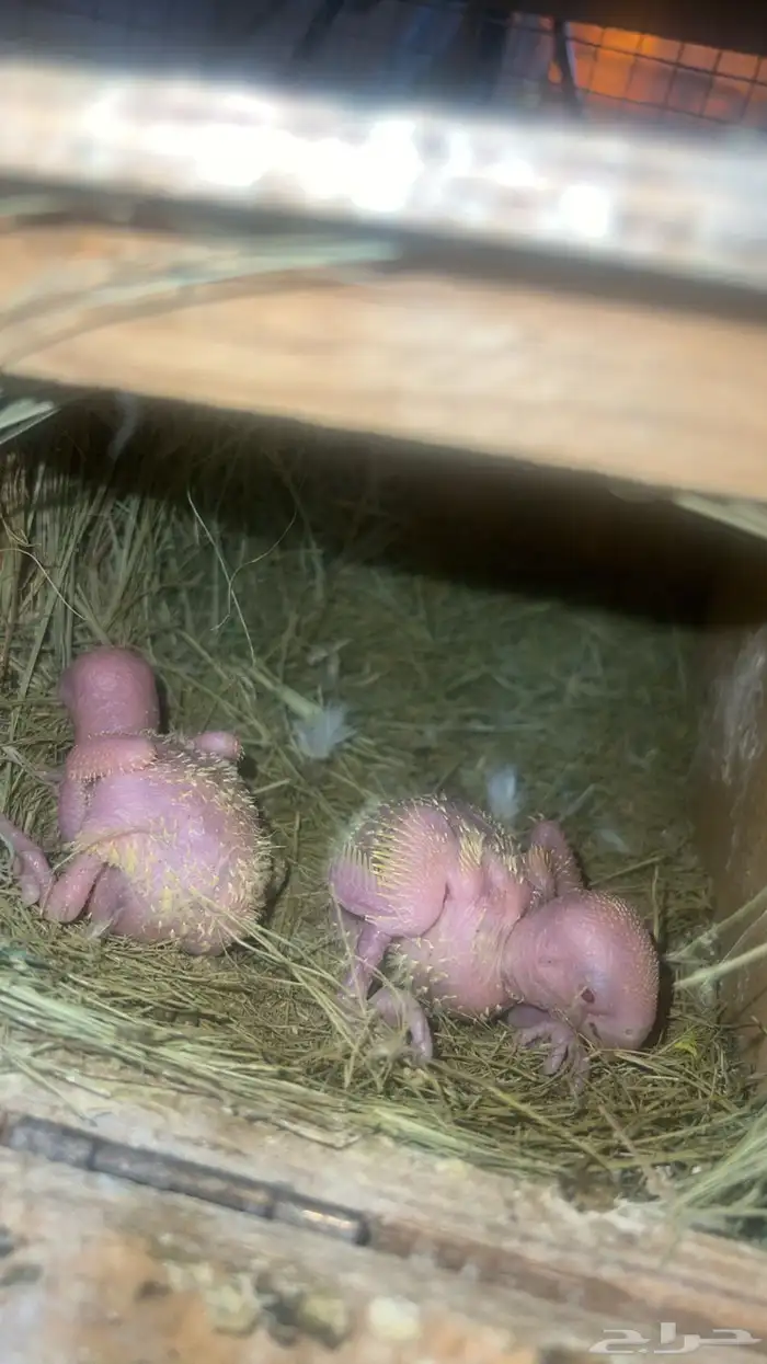 للبيع فروخ روز 1