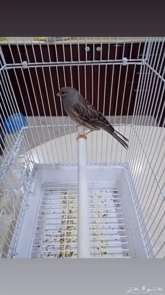 ذكور تغريد 18