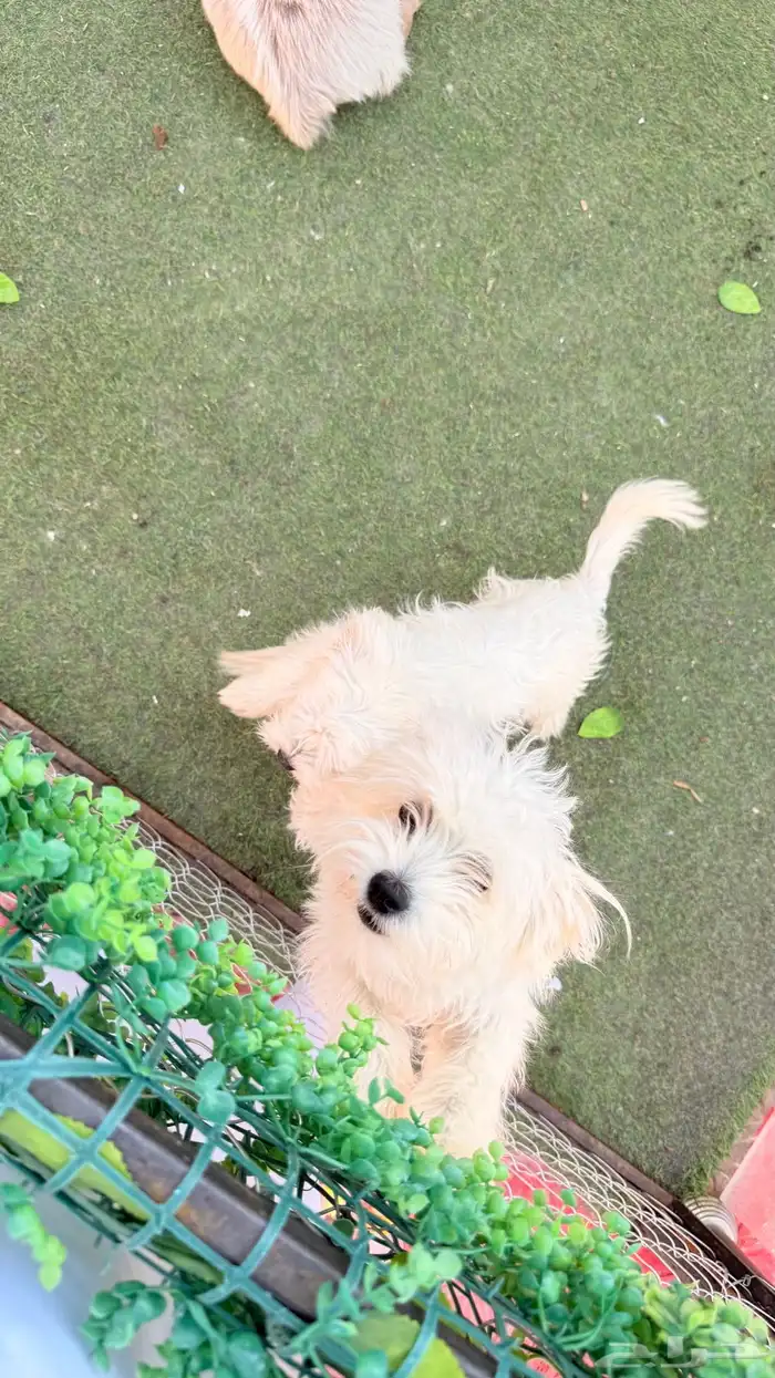 كلاب للبيع 2