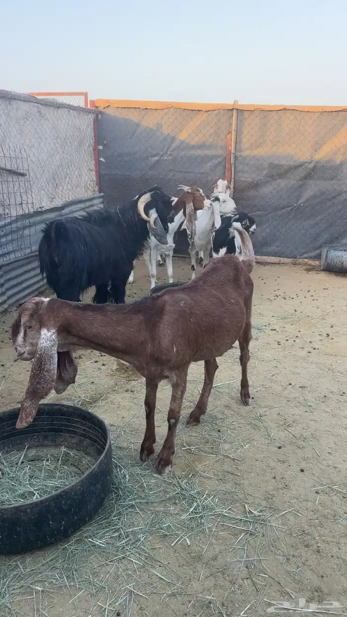 معزاء العدد 5 وتيس تام حار 3