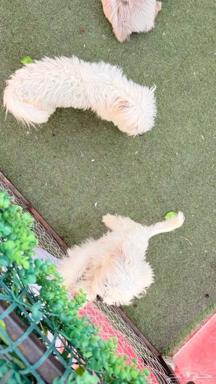 كلاب للبيع 0