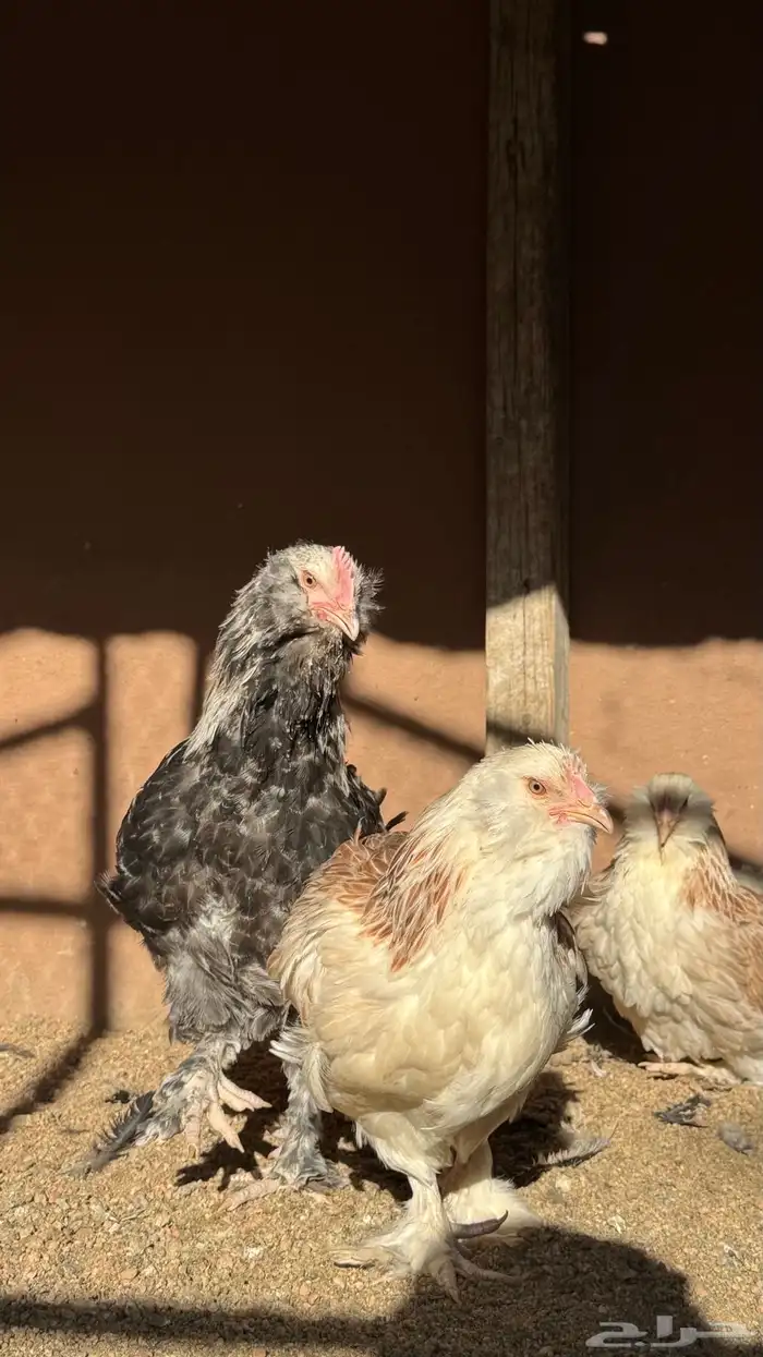 دجاج الفافيرول الفرنسي 2