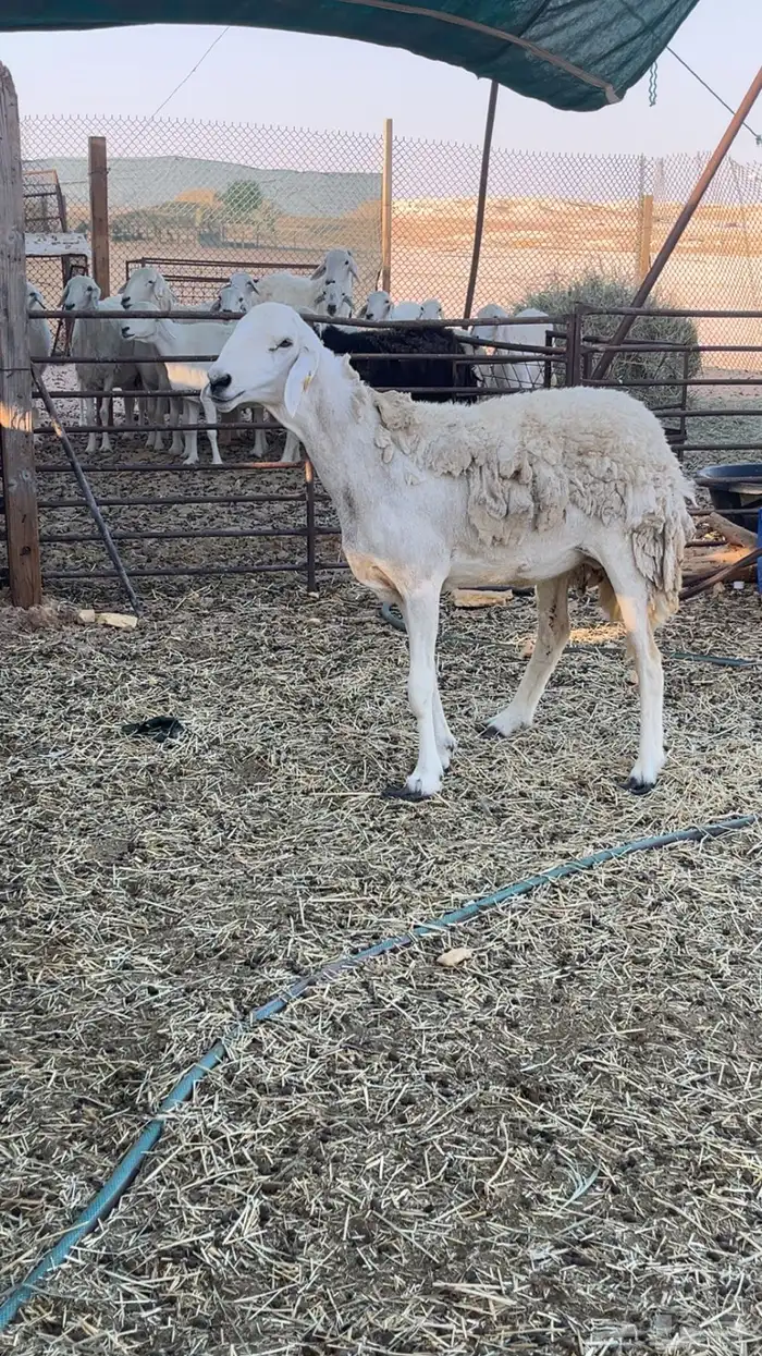 حريه صنف الصنف 0