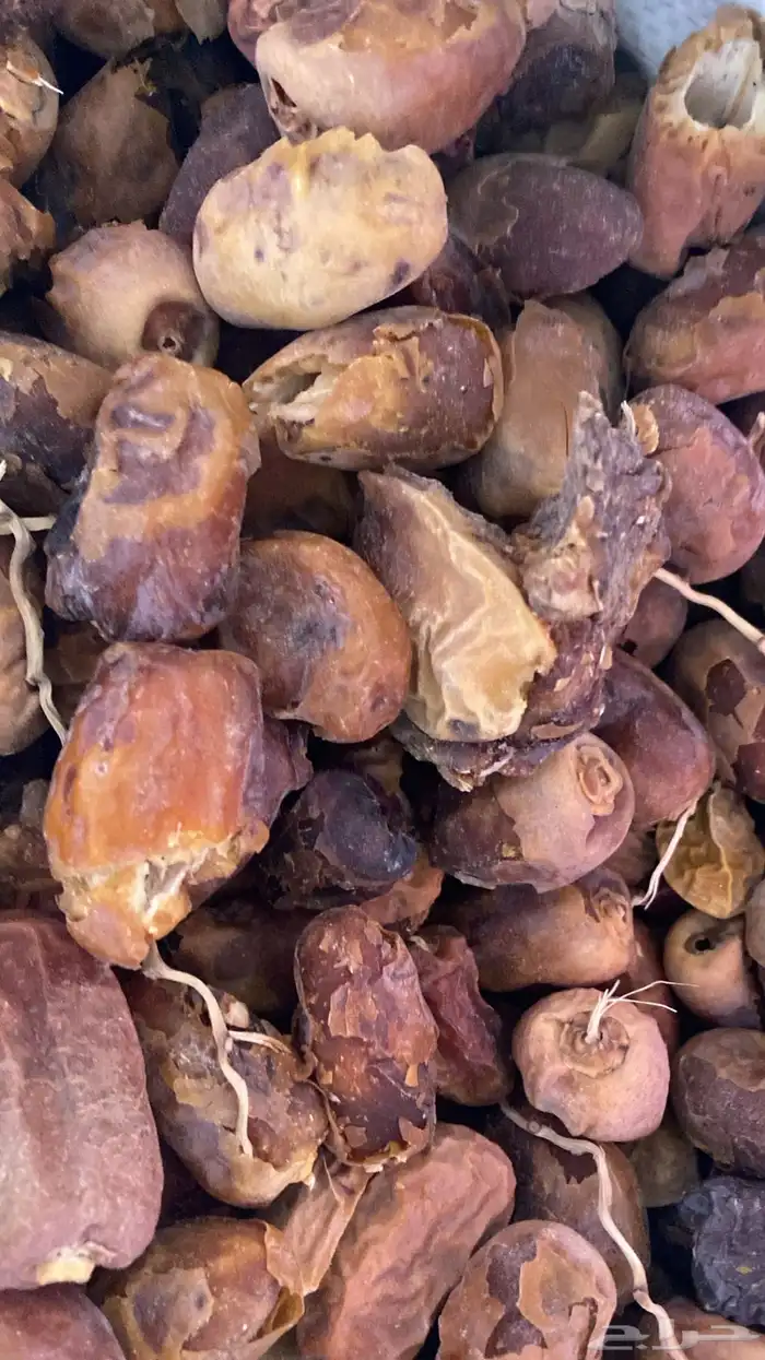 تمر علف نفيع وناشف 3