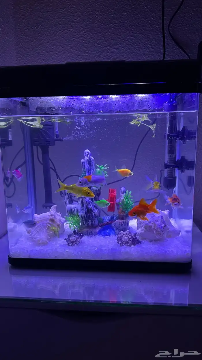 سمك الزينه بكامل ملحقاتها للبيع 2