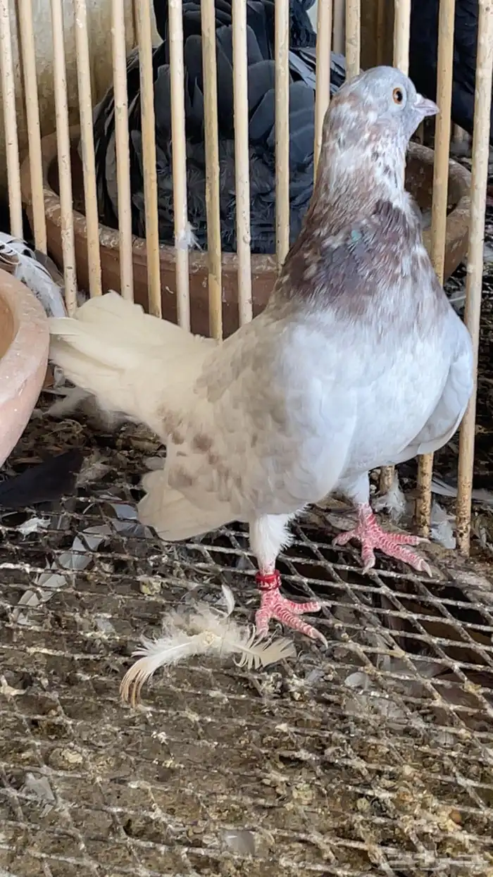 ذكر صنعاوي مستوى طيب 1