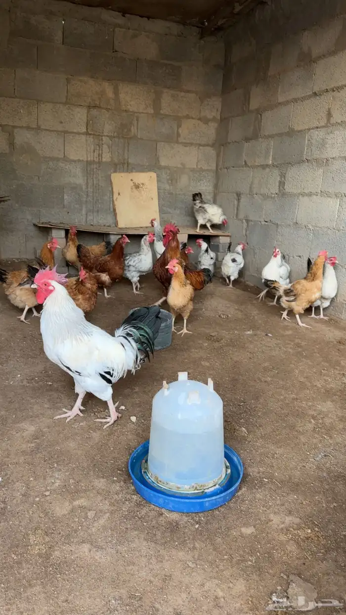 دجاج فرنسي ( قريه العليا ) 0