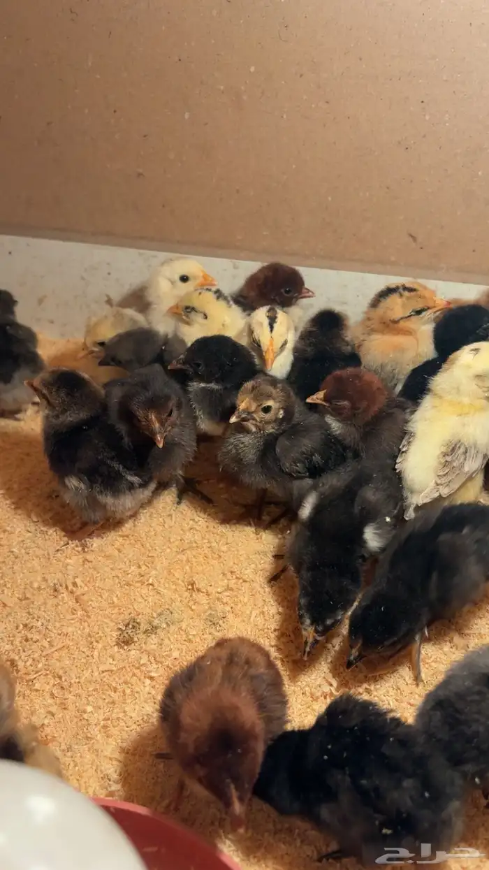 صوص بلدي فاخر 4