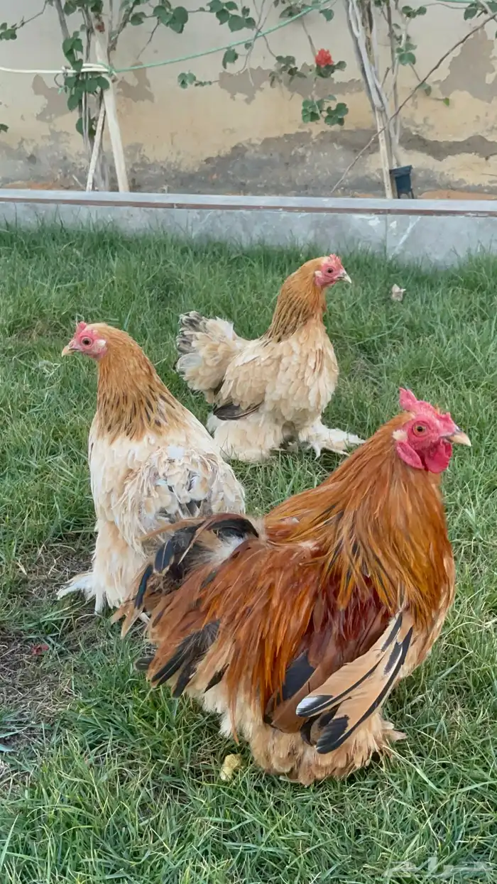 بيض دجاج زينة مخصب بإذن الله 31