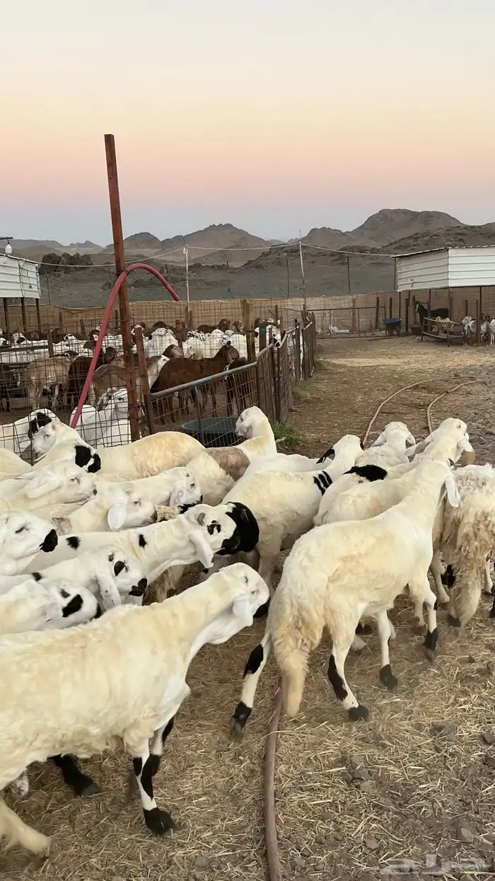 طليان سواكن جادعان مرابى فاخر 2