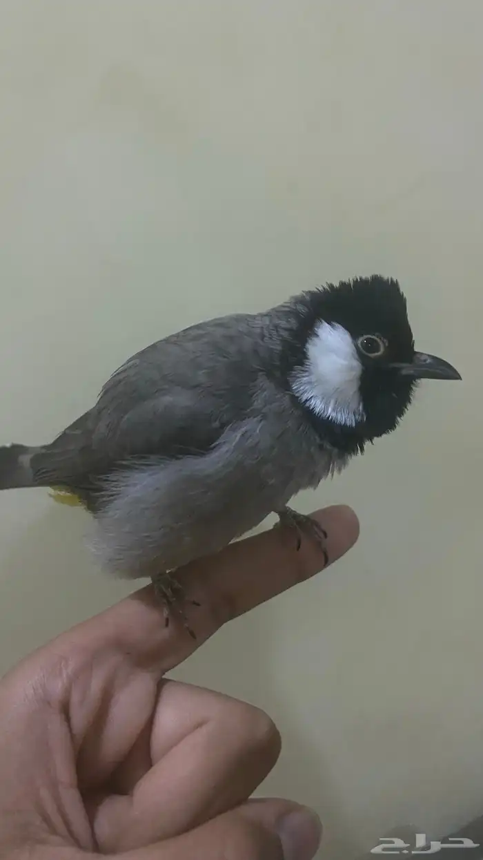 بلبل أليف ضايع 0