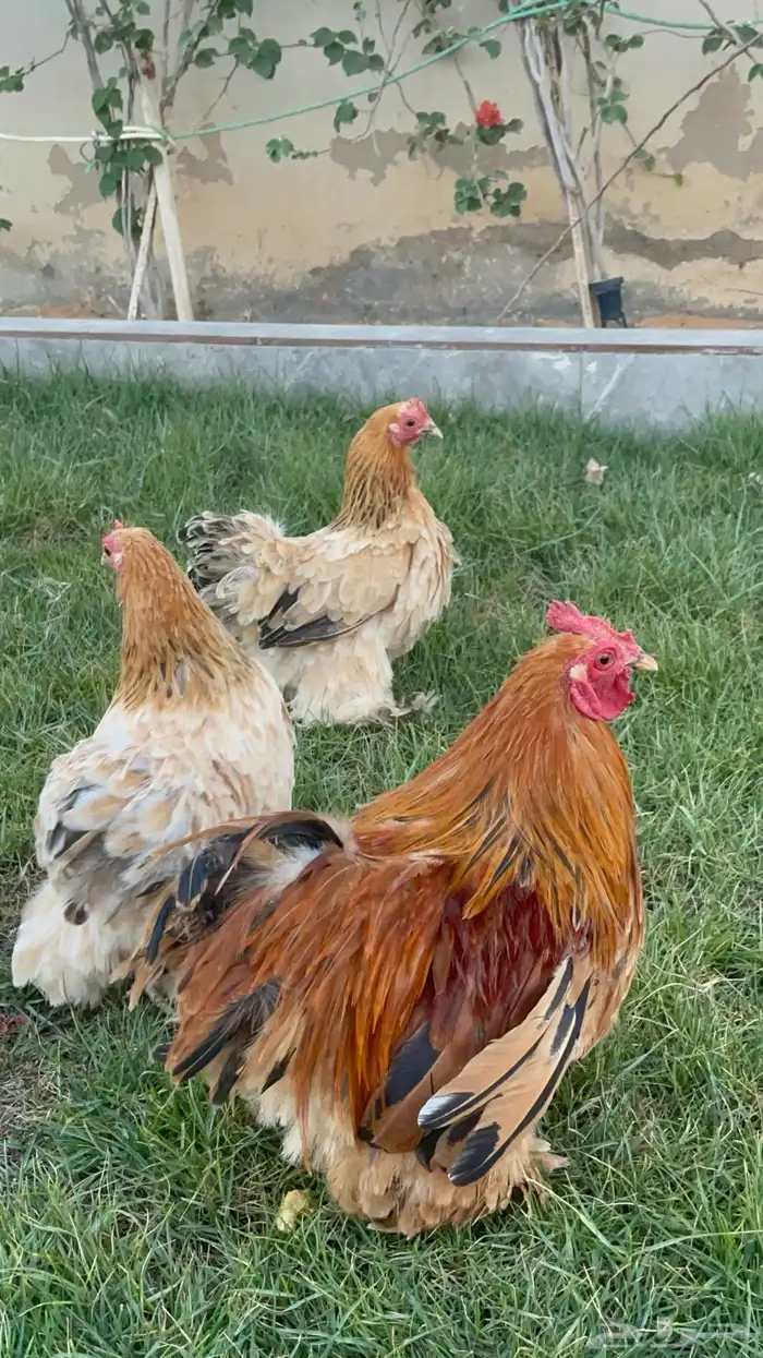 بيض دجاج زينة مخصب بإذن الله 30