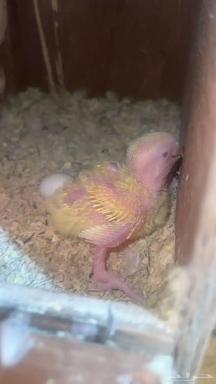 للبيع فروخ روز 0