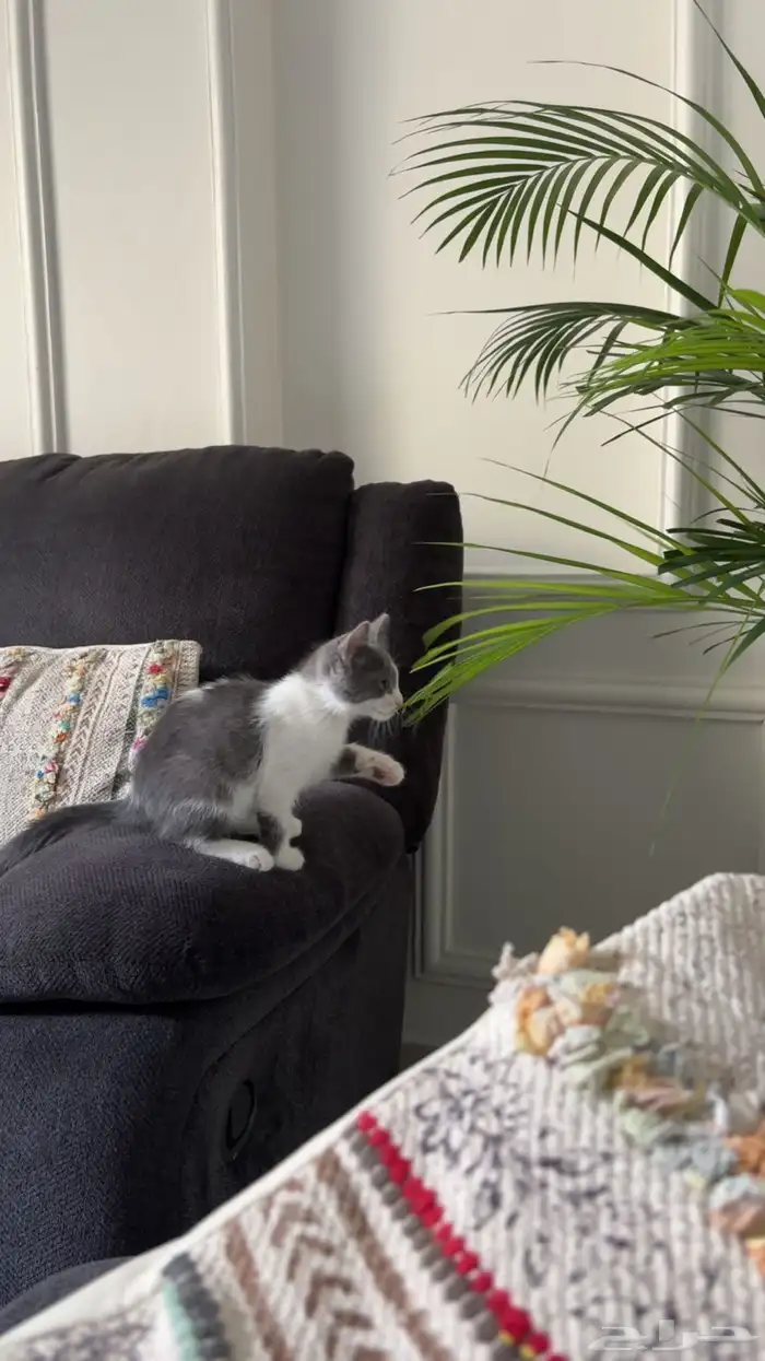 قطط للتبني 1