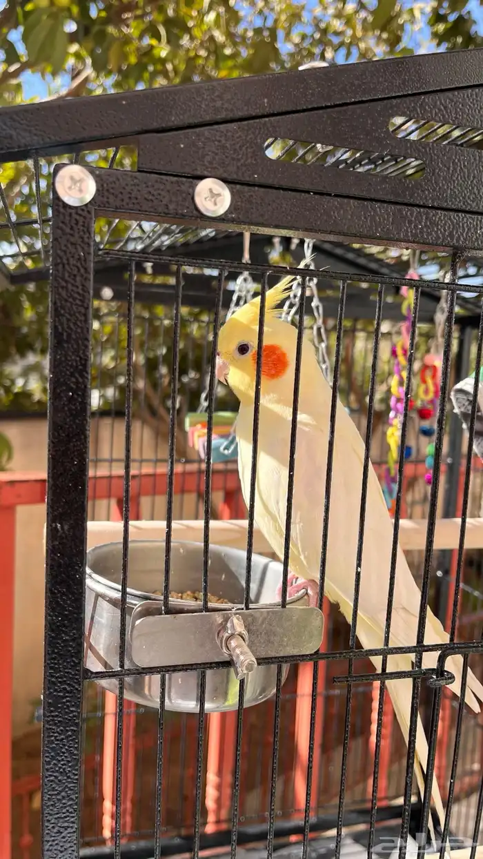 كروان اليف جدا 3