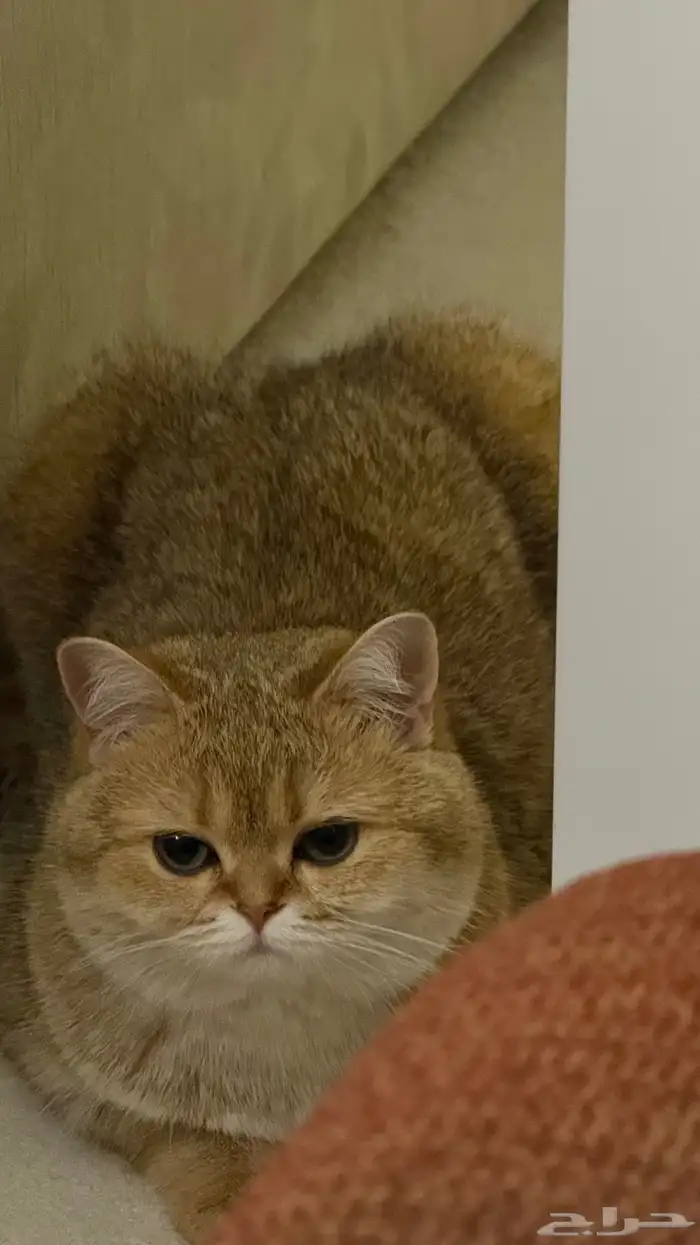 قطه للبيع 2