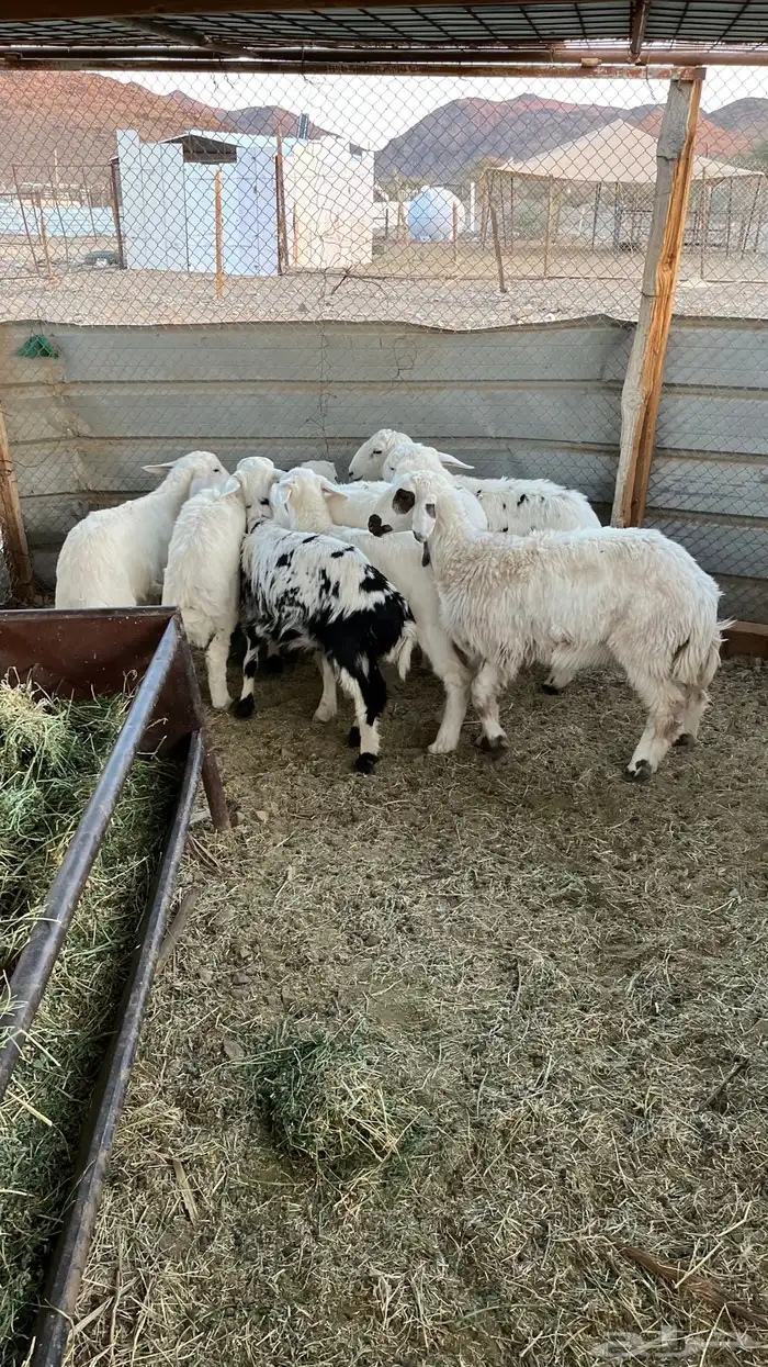 طليان ذبايح 3