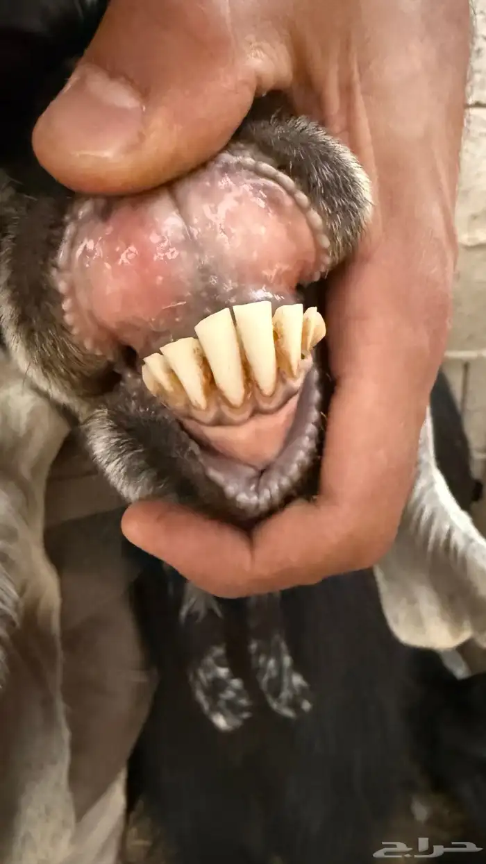 عنز عارضيه والد 1