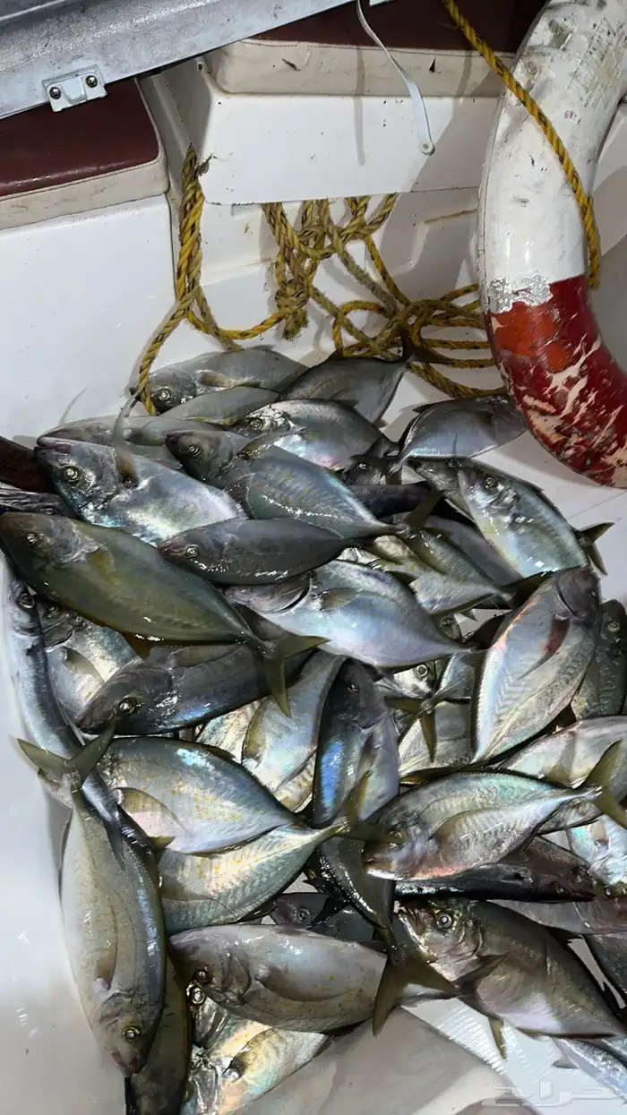 رحلات بحريه صيد ونزهه عواىل وشباب جولات وجزر 1