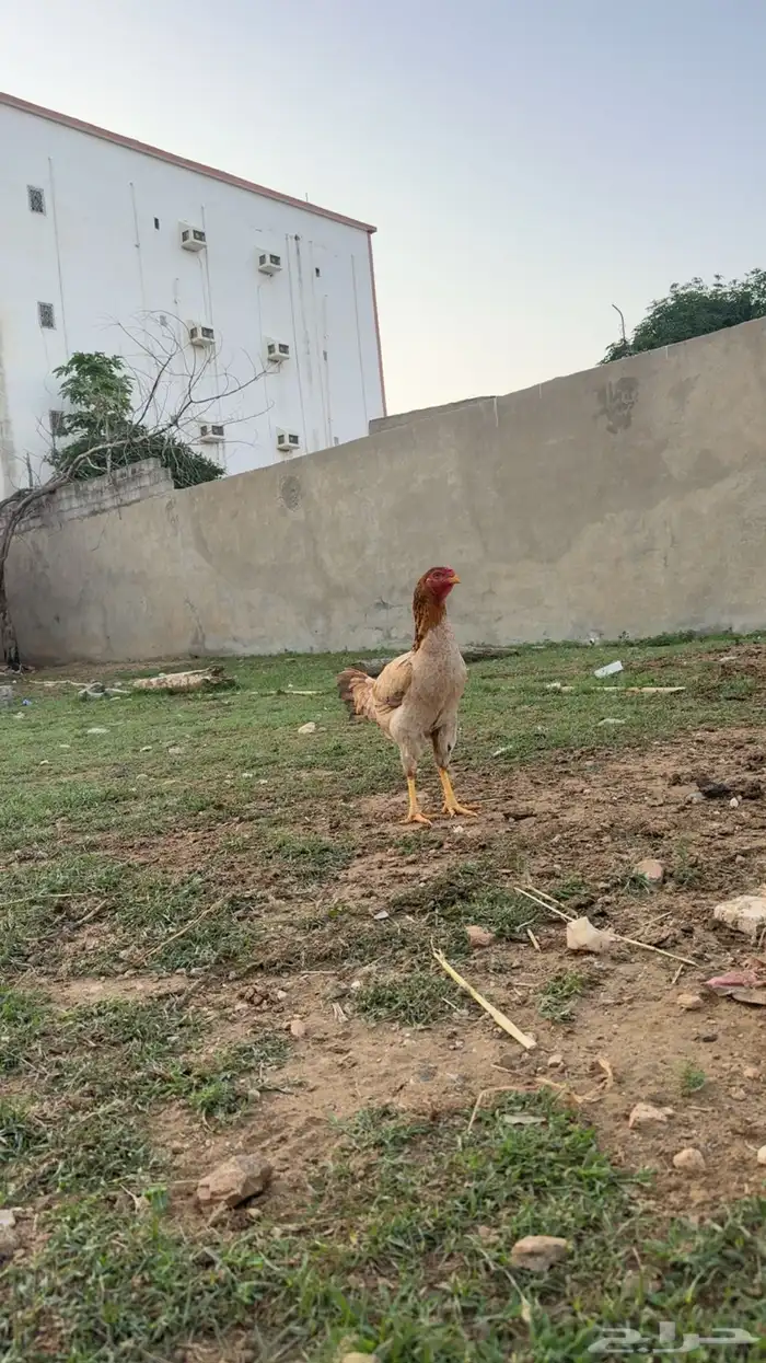 دجاج باكستاني تب 1