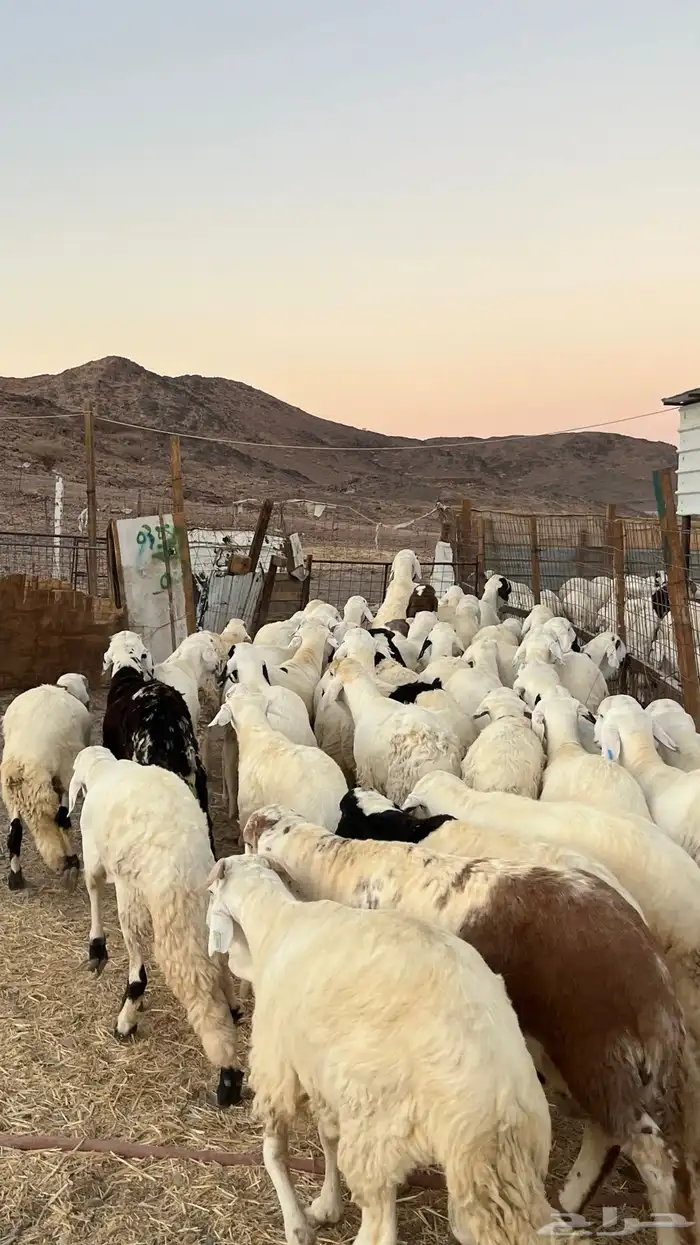 طليان سواكن جادعان مرابى فاخر 10