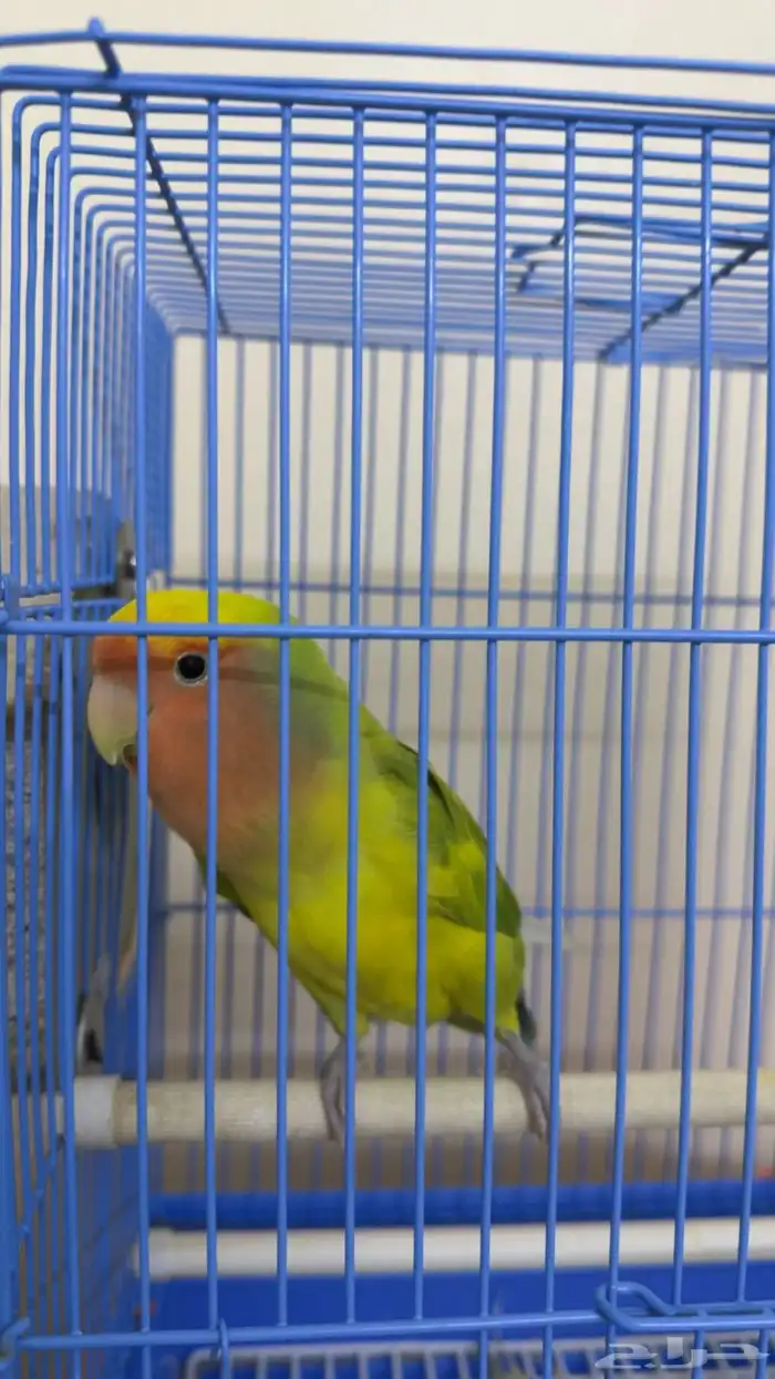 عصفور روز الجنس غير معروف العمر سنه الصحه ممتازه 0