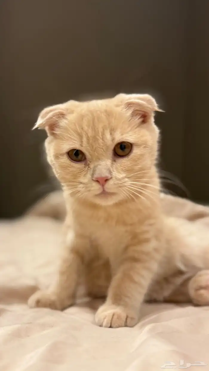 قطة سكوتش فولد 1