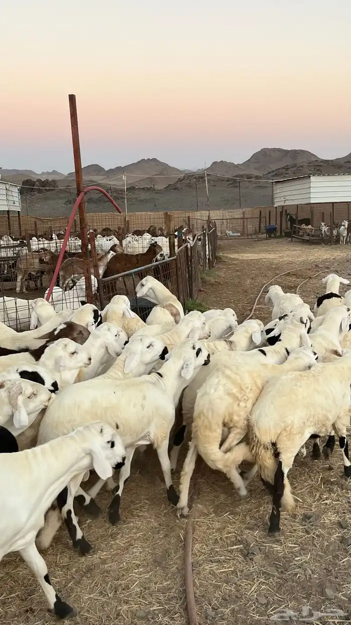طليان سواكن جادعان مرابى فاخر 0
