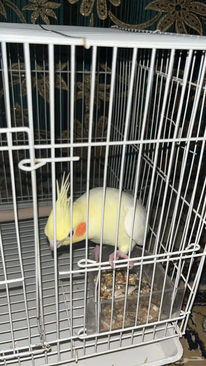 كروان اليف جدا جدا 0