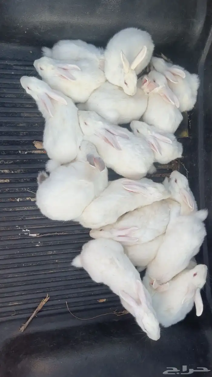 ارنب فرنسي 17 و 21 بلدي البيع جمله اتوصل واتس خاص 0