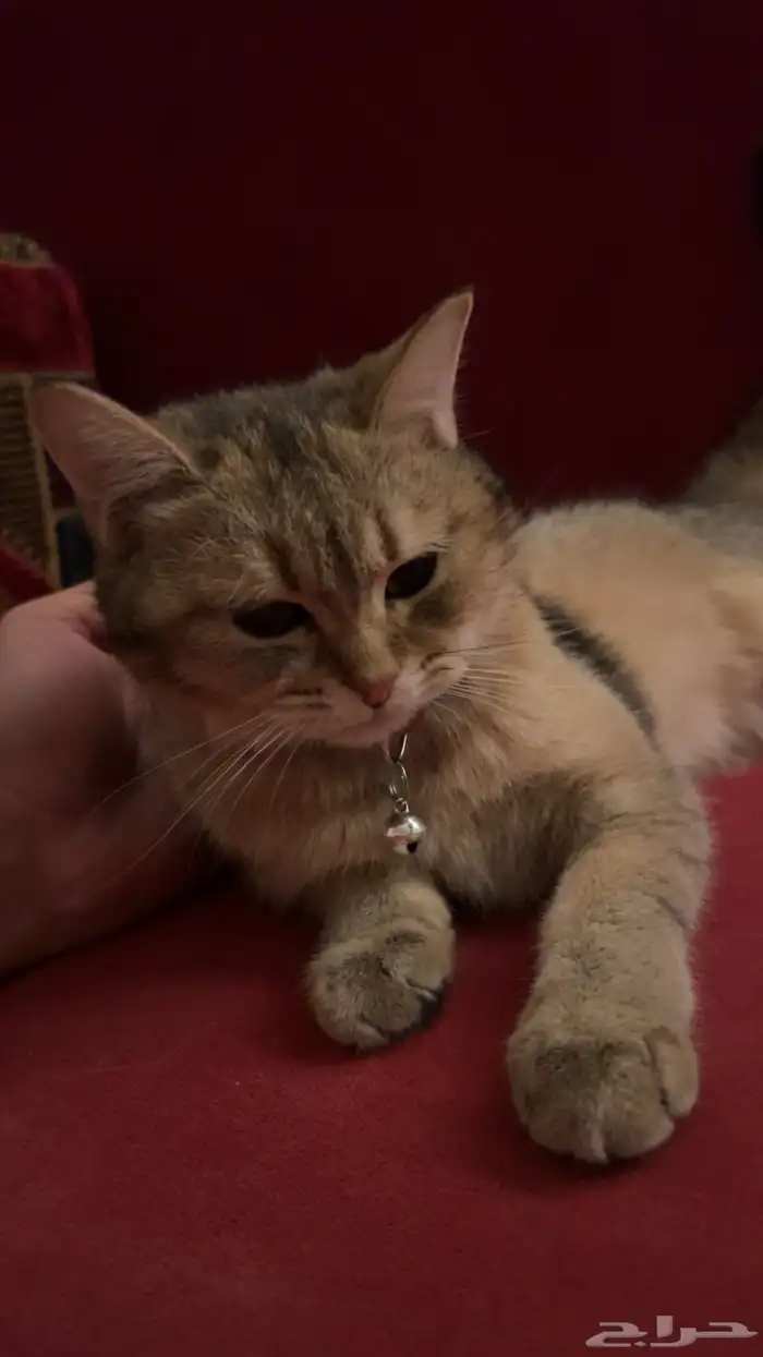 قطط للبيع مع اغراضها 2