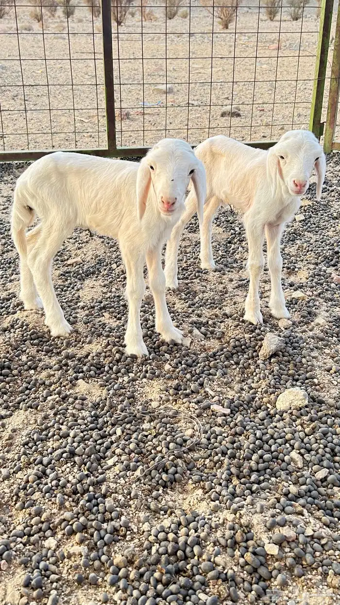 نعجة حرية  معها طلي ورخل  السن واضح في الصورة 3