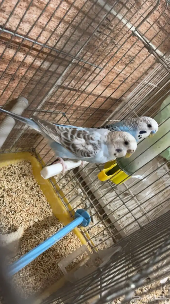 جوزين بادجي 2