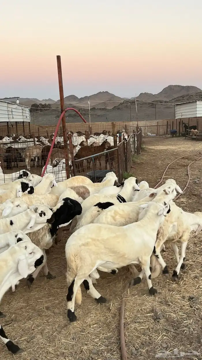 طليان سواكن جادعان مرابى فاخر 8