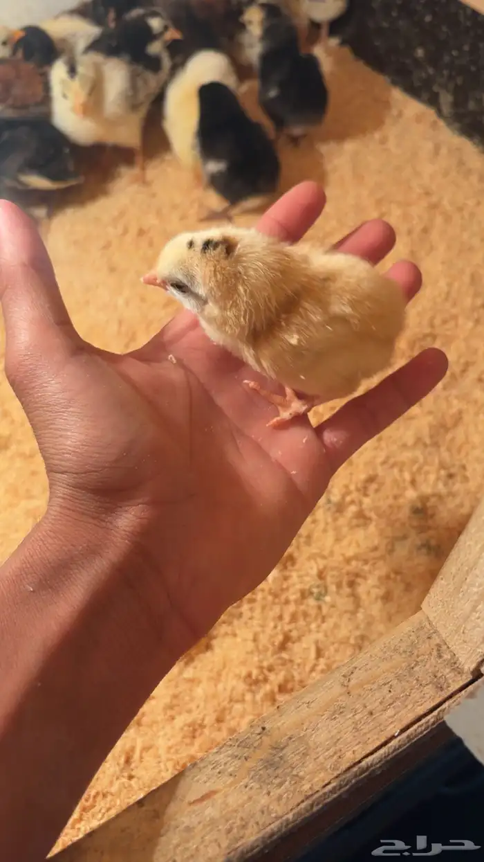 صوص بلدي فاخر 5