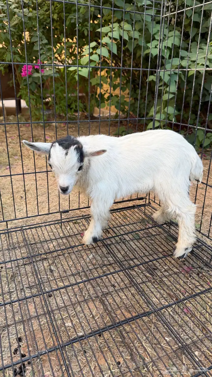 تيس ماعز قزم (تم البيع) 1