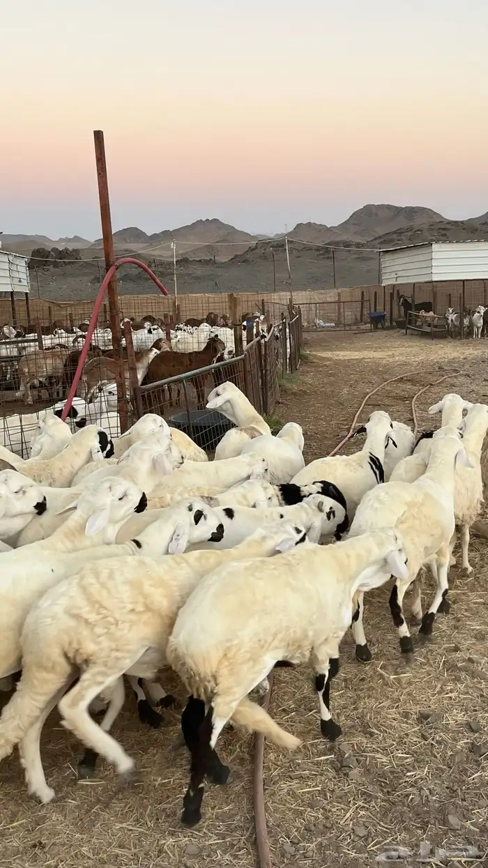 طليان سواكن جادعان مرابى فاخر 1