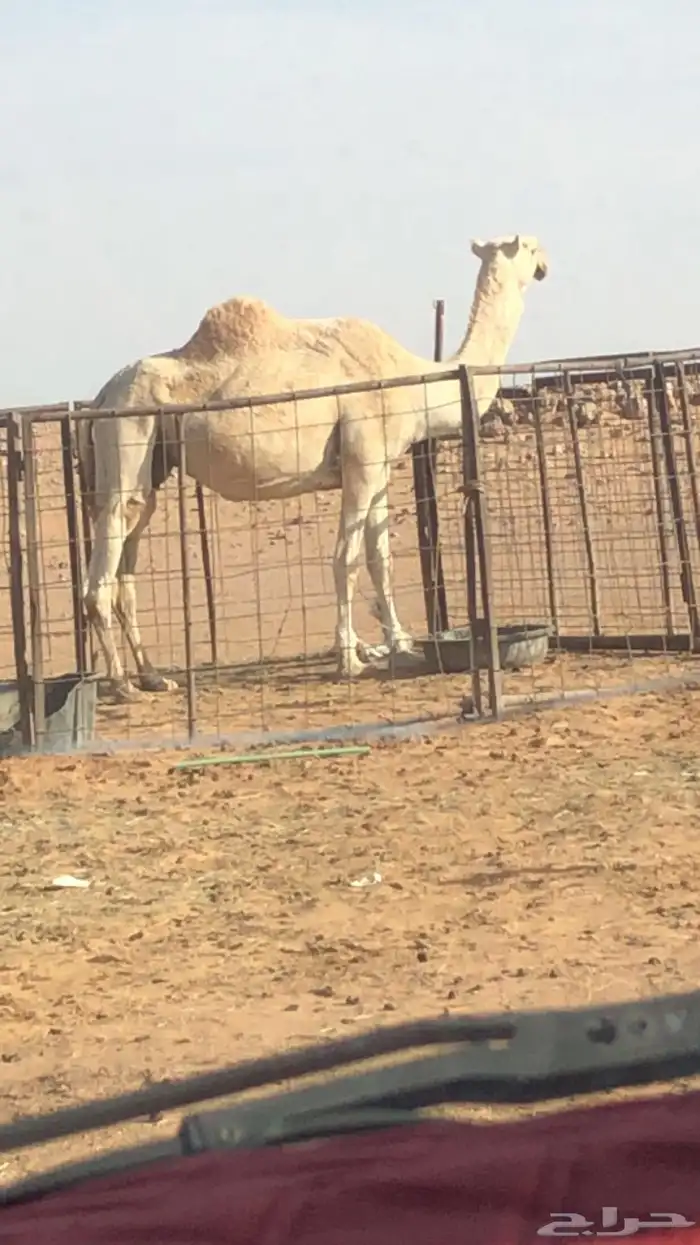 وضحا القحه نصوف. 0