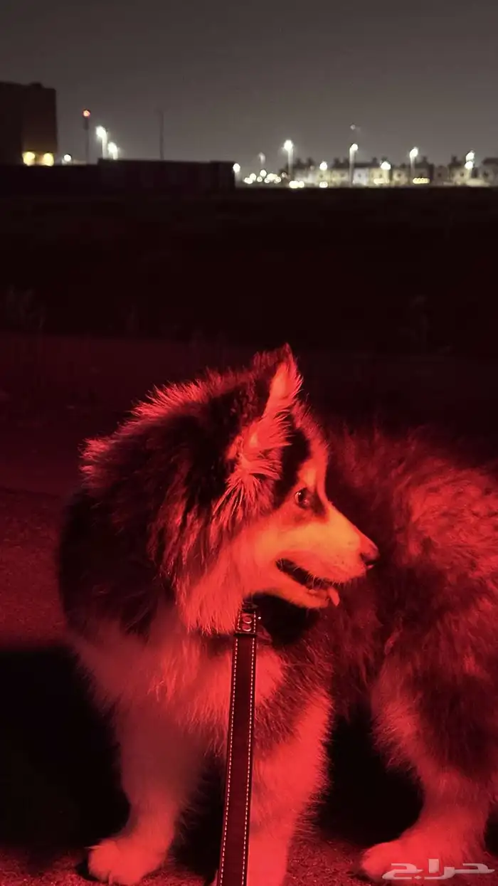 كلب هاسكي الاسكا مالموت 1