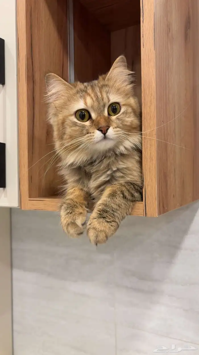 قطط للتبني 0