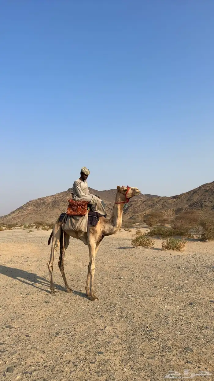 ركبي سوداني للبيع 0