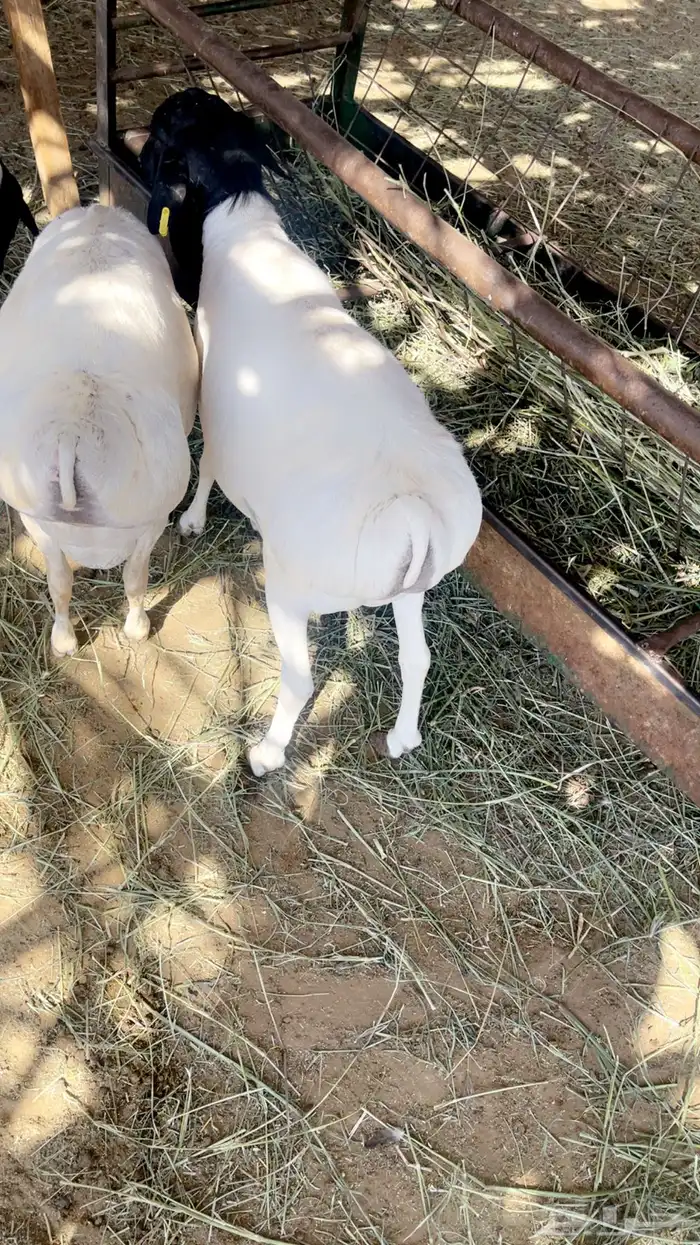 طليان مرابي تربيه طيبه 5