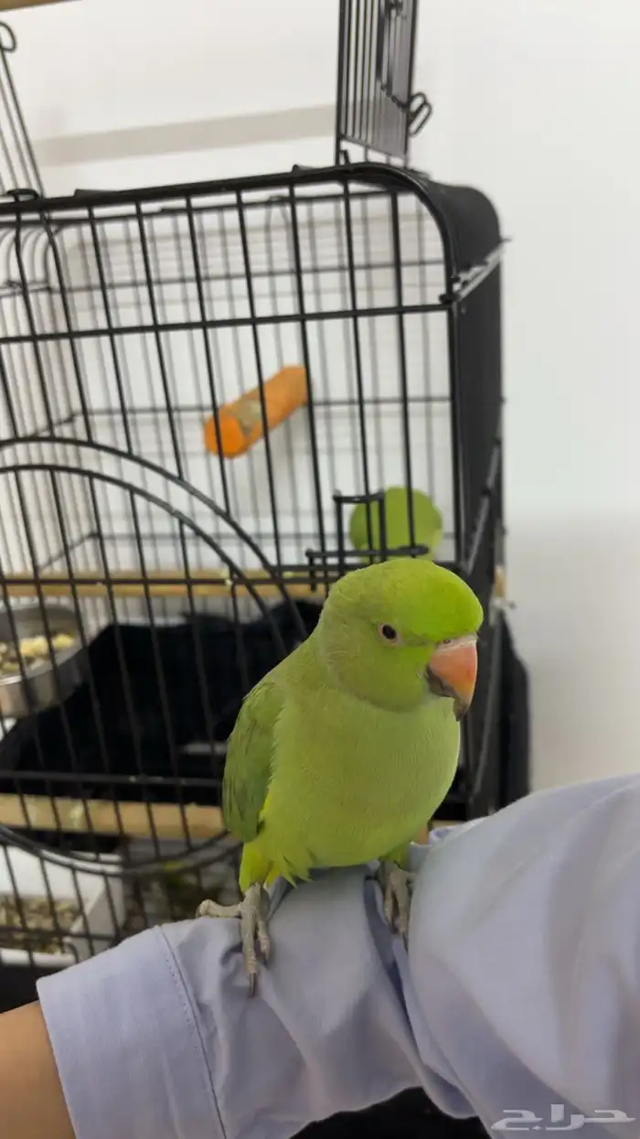 زوج ببغاء درة 1