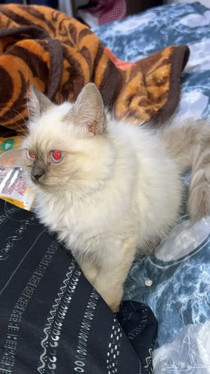 قطة همالايا ذكر 1