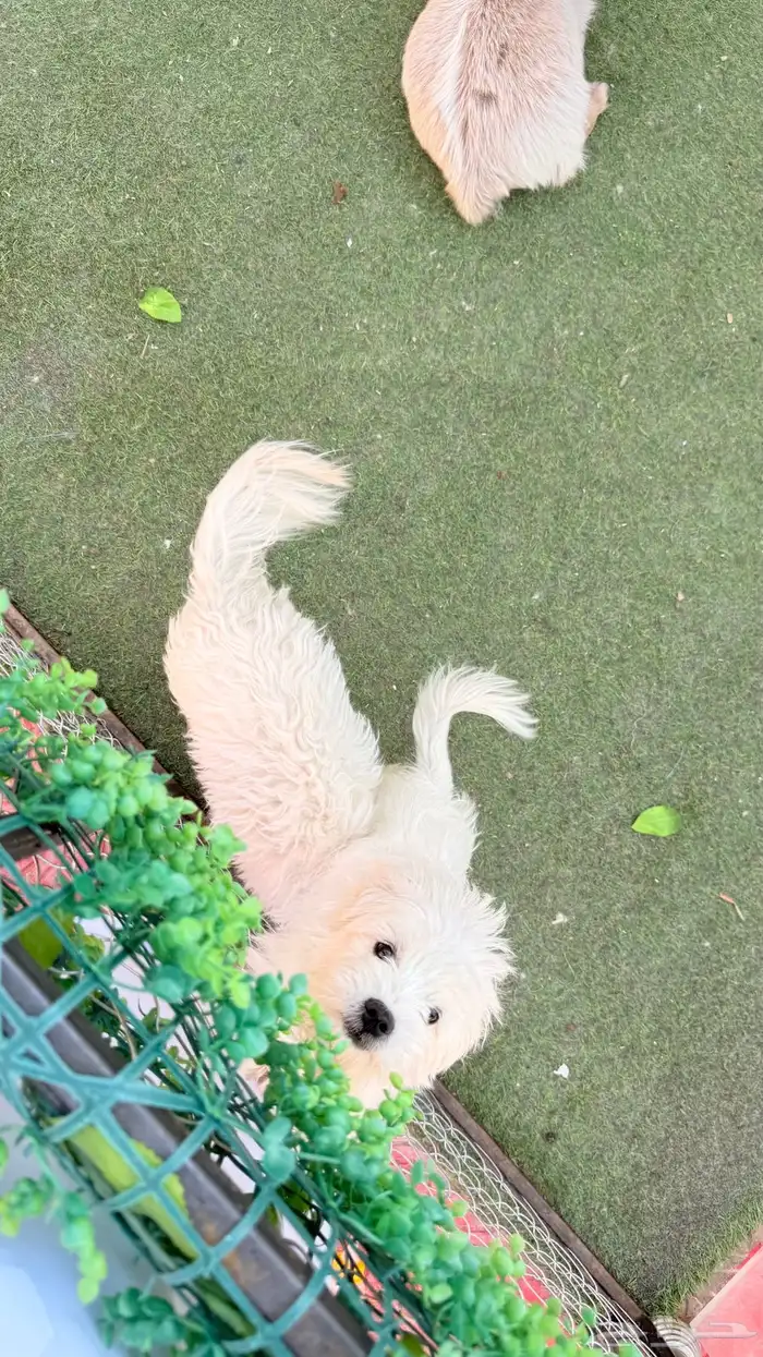 كلاب للبيع 1