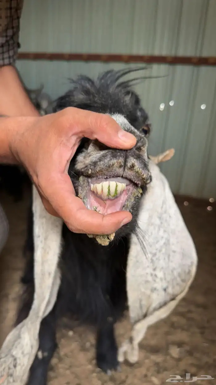 معزا عارضيات طيبات بلحيل 1