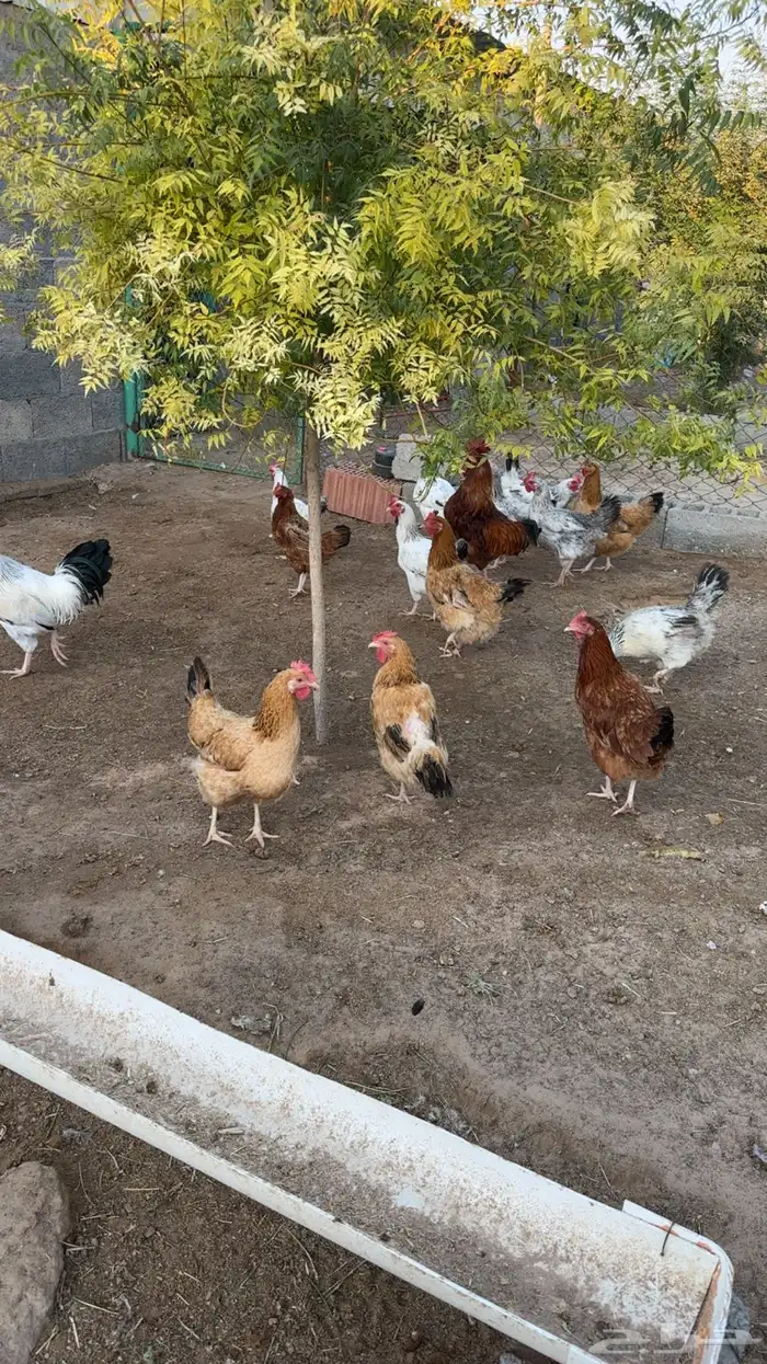 دجاج فرنسي ( قريه العليا ) 1