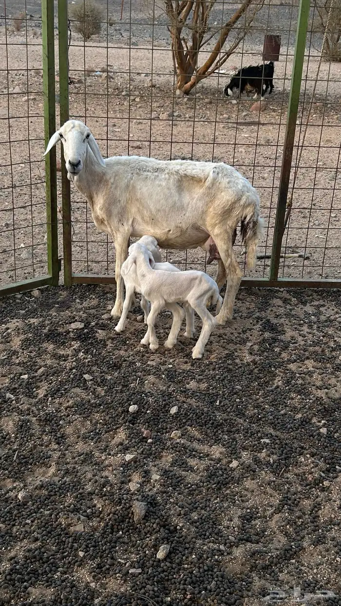 نعجة حرية  معها طلي ورخل  السن واضح في الصورة 0