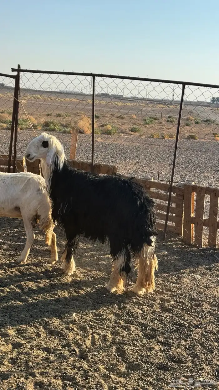 للبيع خرفان مشروطات من كل شي 1